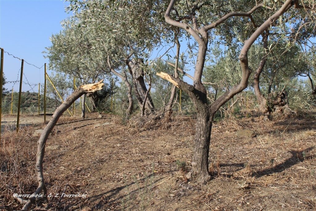 Γόννοι: Με ανοιχτή τιμή η παραλαβή της πράσινης ελιάς