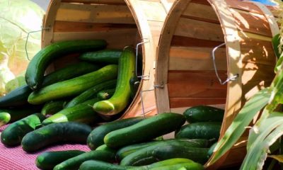 farmers market cucumbers 3858540 1280 620x350.jpg