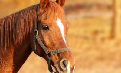 horse 1201143 1280 1024x768 620x350.jpg