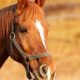 horse 1201143 1280 1024x768 620x350.jpg