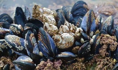 mussel 3593218 1280 620x350.jpg