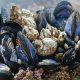 mussel 3593218 1280 620x350.jpg