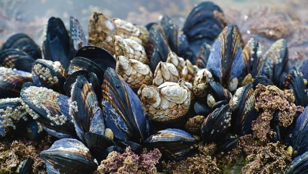 mussel 3593218 1280 620x350.jpg