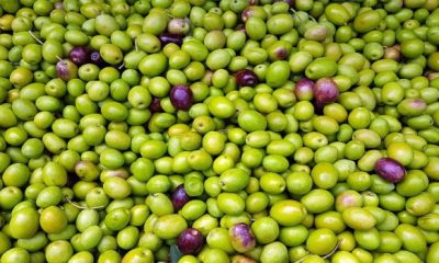 olives gf829d9fa1 1280 620x350.jpg