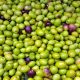 olives gf829d9fa1 1280 620x350.jpg