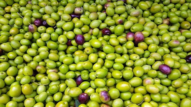 olives gf829d9fa1 1280 620x350.jpg