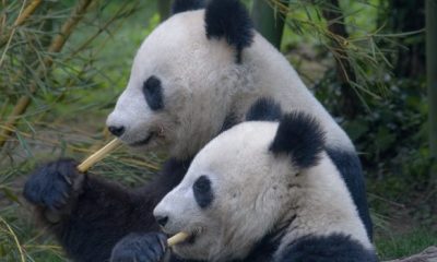 panda 3811734 1280 620x350.jpg