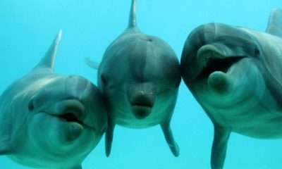 sn dolphins thumb 800xauto 12067 620x350.jpg