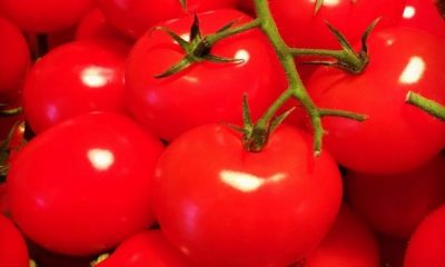 tomatoes 0306 620x350.jpg