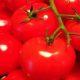 tomatoes 0306 620x350.jpg