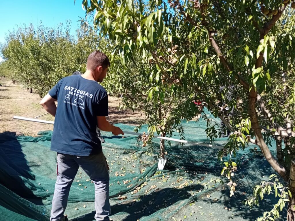 Λάρισα : Ανάμικτα τα συναισθήματα των παραγωγών για την φετινή παραγωγή αμυγδάλου