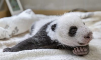 panda 1 620x350.jpg