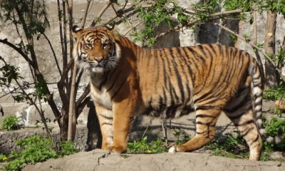 tiger 941882 1280 620x350.jpg