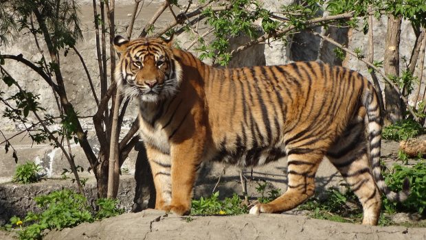 tiger 941882 1280 620x350.jpg